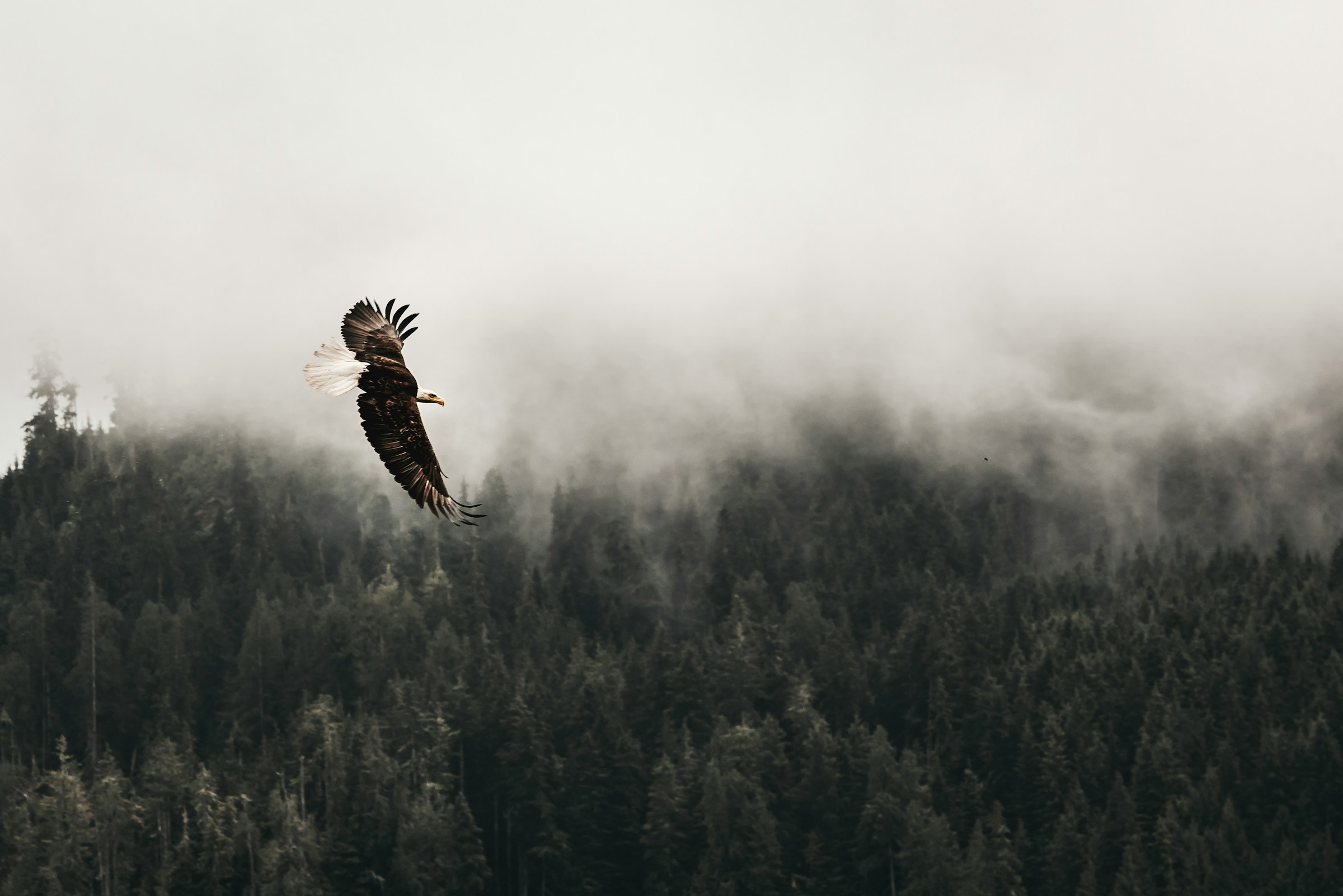 Bird's Eye View for Executives